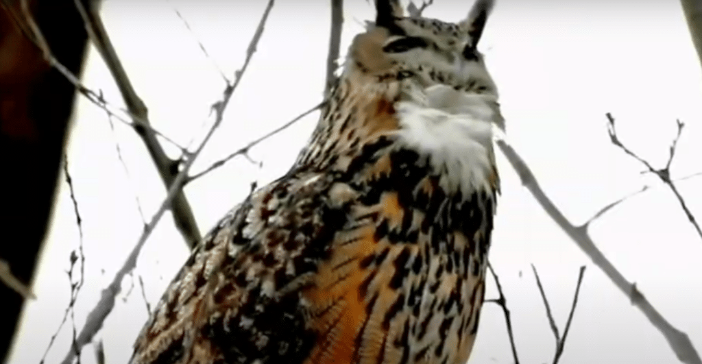 Flaco the owl