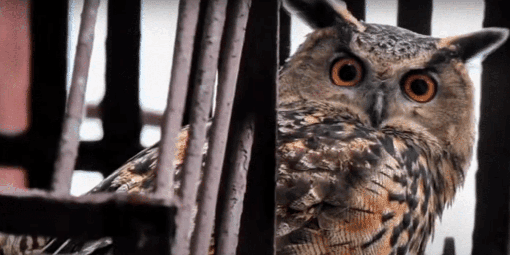 Flaco the owl