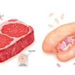 Experts explain why we're able to eat rare steak, but not rare chicken